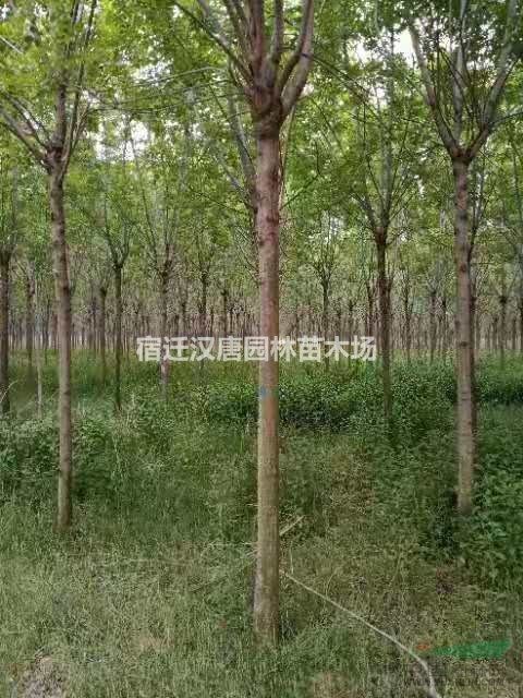 直销  白蜡 速生白蜡 老白蜡 秋紫白蜡 红叶白蜡 金叶白蜡