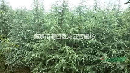 長期供應(yīng)各規(guī)格雪松1米雪松8米雪松一級苗