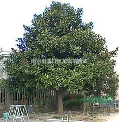 長期供應(yīng)各規(guī)格雪松1米雪松8米雪松一級苗