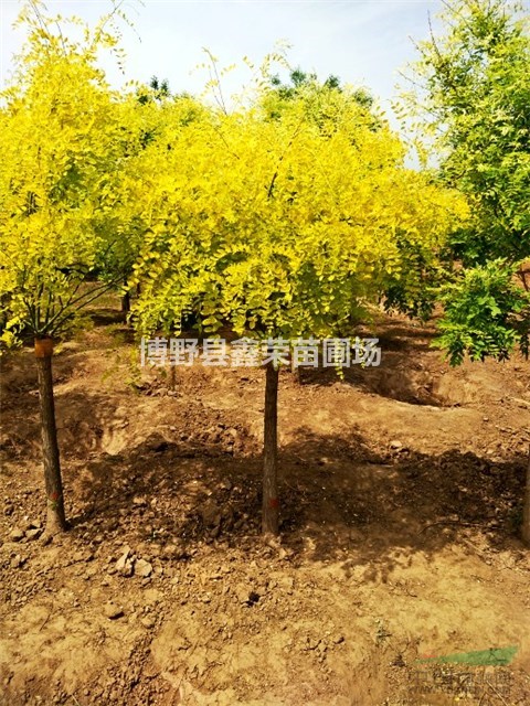 金葉槐樹(shù) 13/14/15公分金葉槐 金葉槐基地