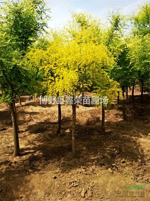 金葉槐樹(shù) 13/14/15公分金葉槐 金葉槐基地