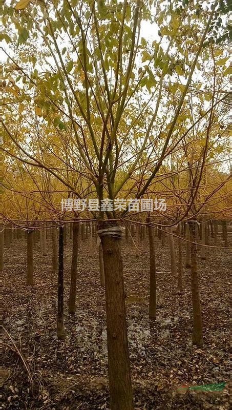 5/6/7公分金葉槐 金葉槐報價 金葉槐價格