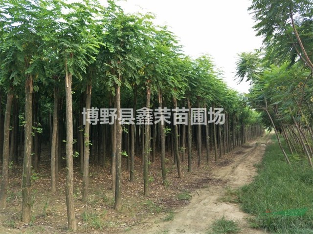 嫁接香花槐 高接香花槐 矮接香花槐