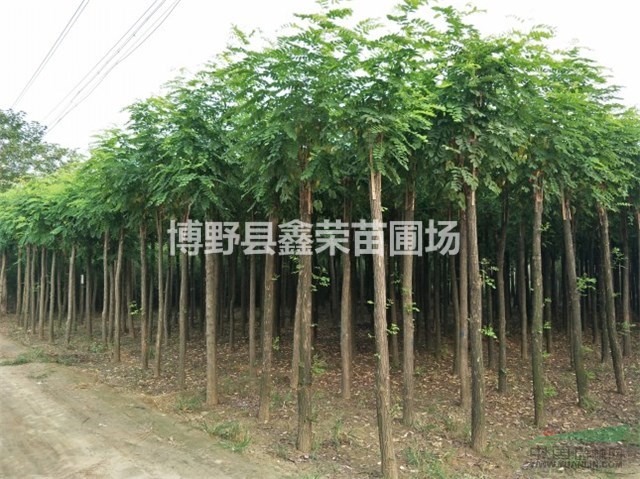 嫁接香花槐 高接香花槐 矮接香花槐