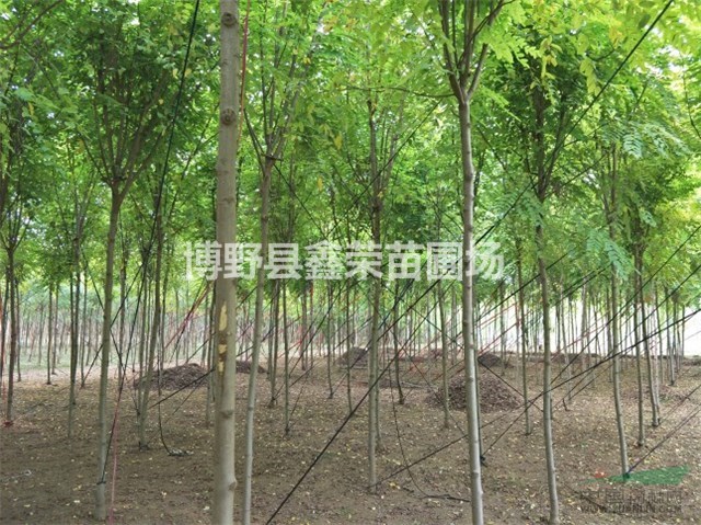 香花槐基地 河北香花槐 2、3、4公分香花槐