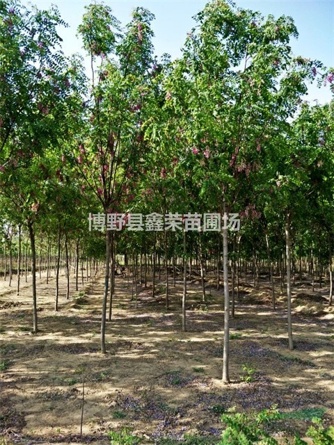 保定香花槐 哪有香花槐 7/8/9公分香花槐基地