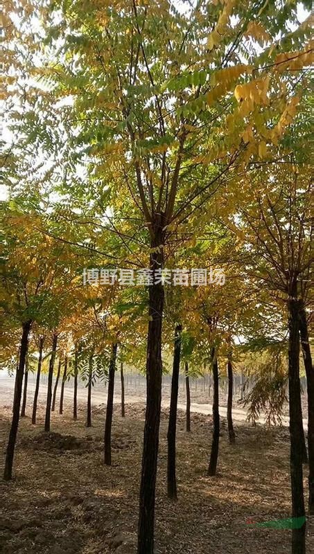 紅花槐基地 紅花槐價格 4/5/6公分紅花槐