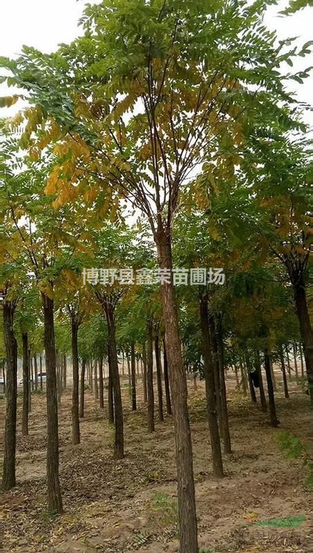 紅花槐基地 紅花槐價格 4/5/6公分紅花槐