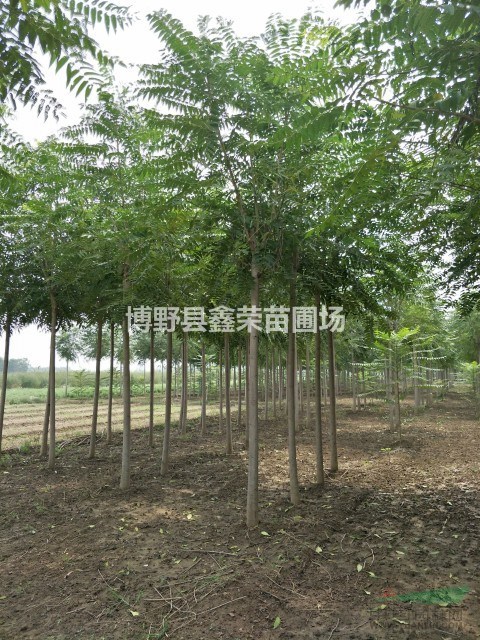 千頭椿產地 5/6/7公分千頭椿 千頭椿價格
