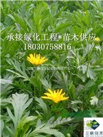  供應(yīng)木春菊  成都大型木春菊基地直銷 、木春菊照片、木春菊