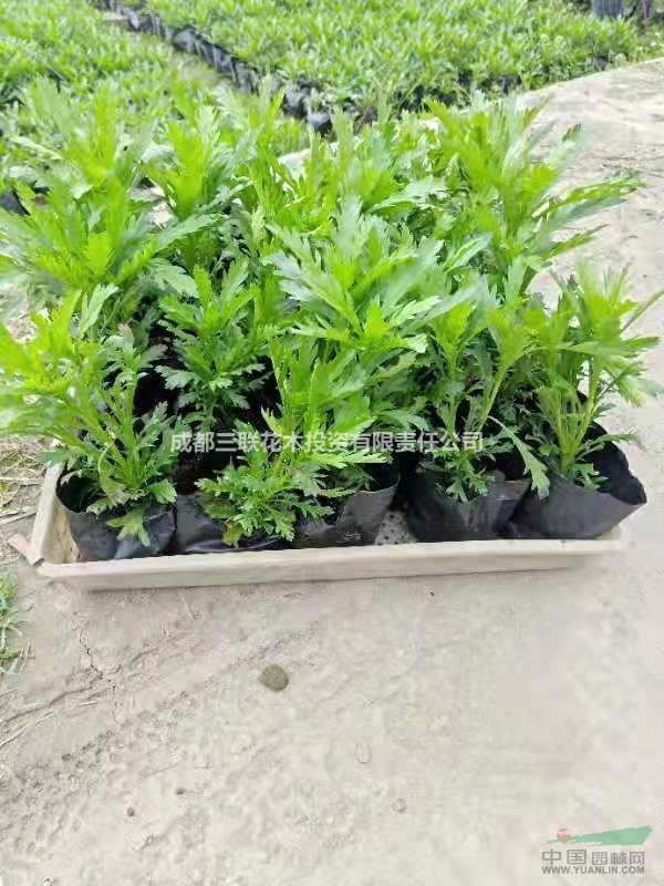  供應(yīng)木春菊  成都大型木春菊基地直銷 、木春菊照片、木春菊