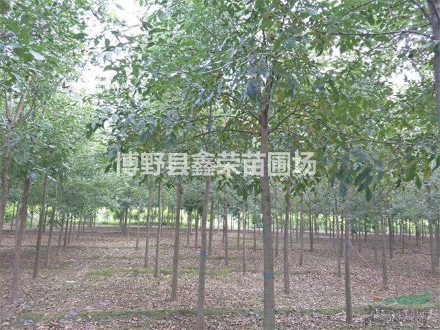 白蠟報(bào)價(jià) 河北白蠟 博野白蠟 白蠟價(jià)格