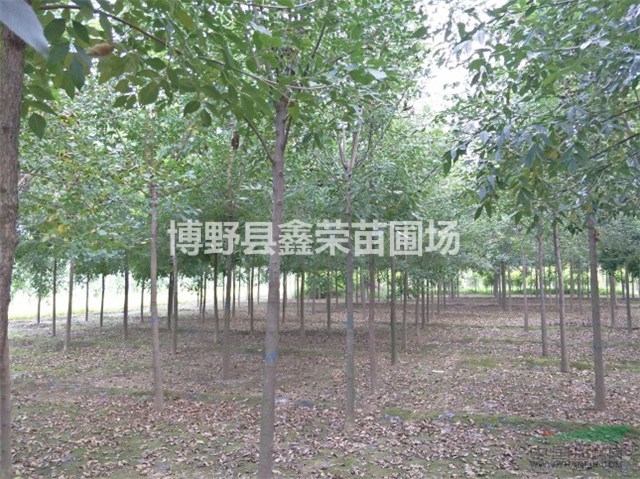 白蠟報(bào)價(jià) 河北白蠟 博野白蠟 白蠟價(jià)格