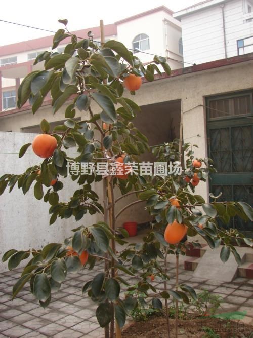 河北柿樹 柿樹基地 柿樹出售 柿樹價(jià)格