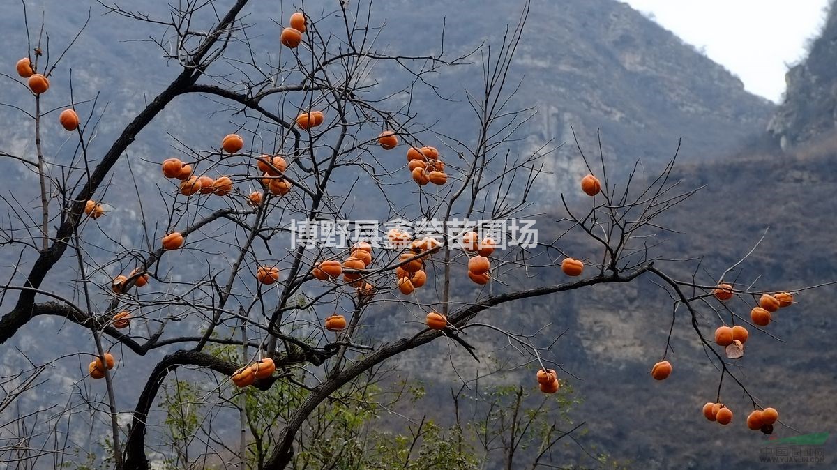 河北柿樹 八里莊柿樹 柿樹報價 柿樹價格