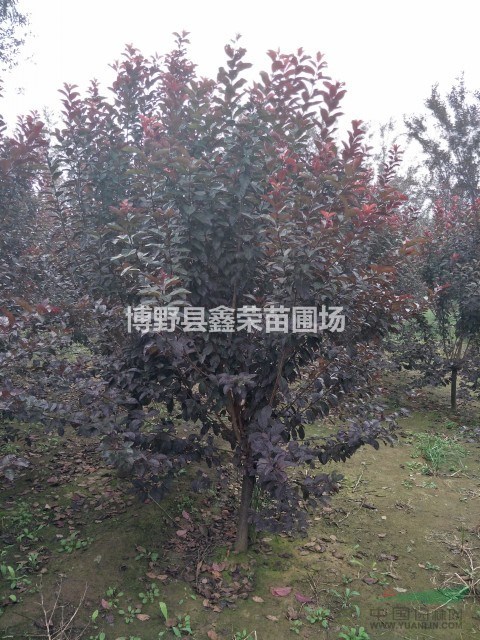 河北紫葉李 紫葉李基地 八里莊紫葉李