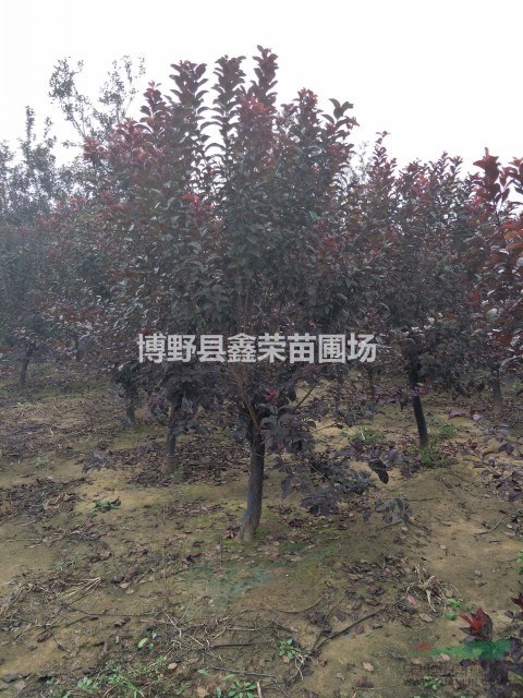 河北紫葉李 紫葉李基地 八里莊紫葉李