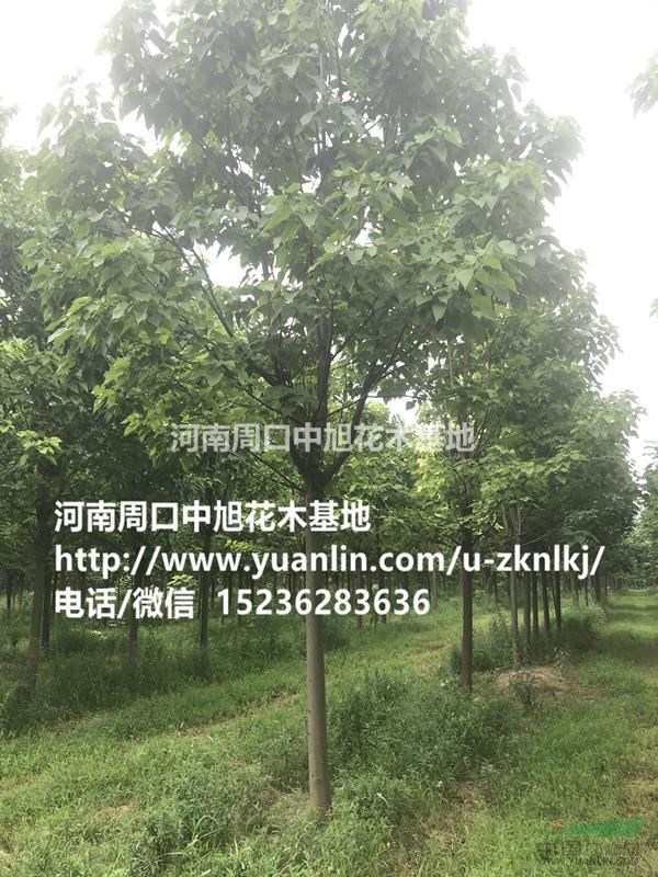 12-15公分楸樹苗圃直供