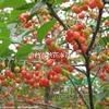 地徑15公分占地大櫻桃樹·15公分裸根大櫻桃樹價格供應(yīng)