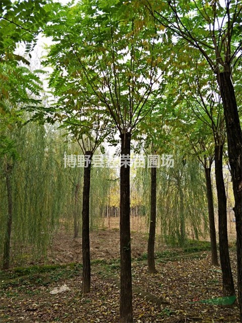 嫁接香花槐產(chǎn)地 12/13/14公分嫁接香花槐基地