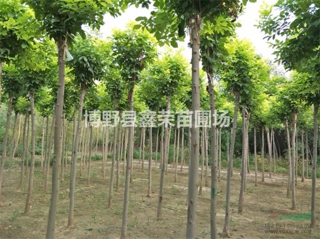 白蠟供應(yīng) 供應(yīng)白蠟 10/11/12公分白蠟苗木