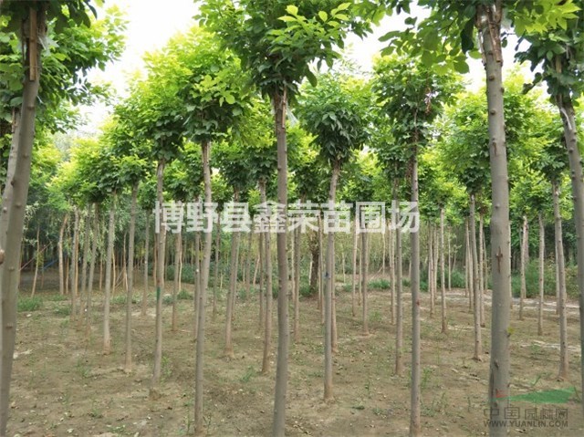 白蠟供應(yīng) 供應(yīng)白蠟 10/11/12公分白蠟苗木