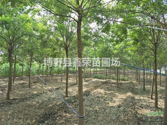 保定國槐 國槐基地 河北國槐 國槐價格