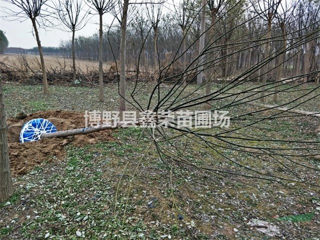 保定國槐 博野國槐 國槐產(chǎn)地 國槐價格