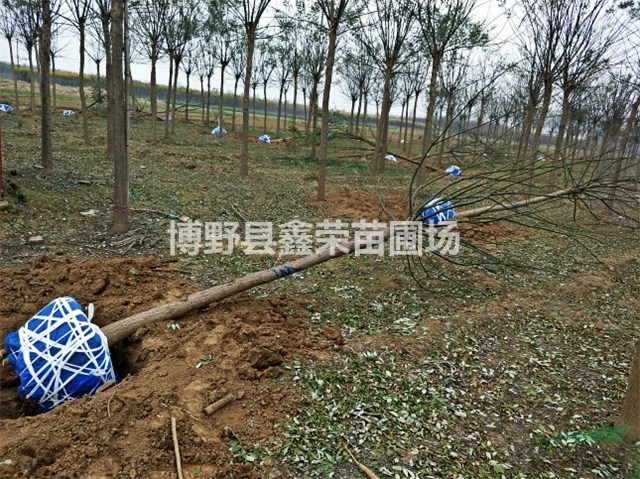 保定國槐 博野國槐 國槐產(chǎn)地 國槐價格