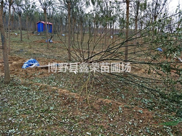 國槐樹 八里莊國槐 博野國槐 保定國槐