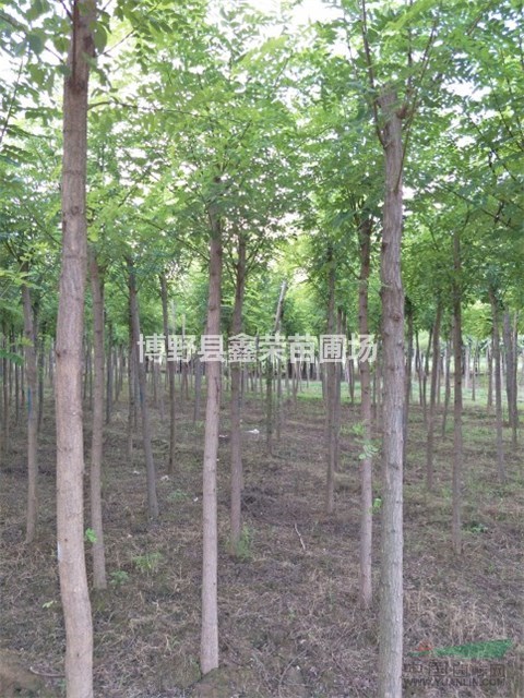 博野香花槐 八里莊香花槐 香花槐價格