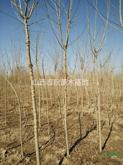 【國(guó)槐價(jià)格表】3公分/4公分/5公分/6公分國(guó)槐新價(jià)格