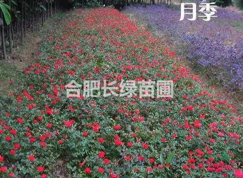 安徽肥西出售毛娟小苗，大叶黄杨，海桐，月季，栀子花，金叶女贞