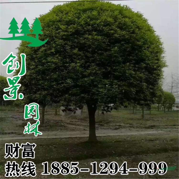 江蘇大量桂花樹 產(chǎn)地直銷 3-15公分 規(guī)格齊全