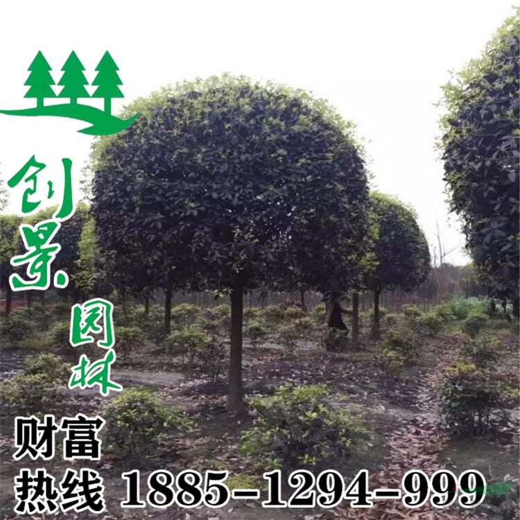 江蘇大量桂花樹 產(chǎn)地直銷 3-15公分 規(guī)格齊全