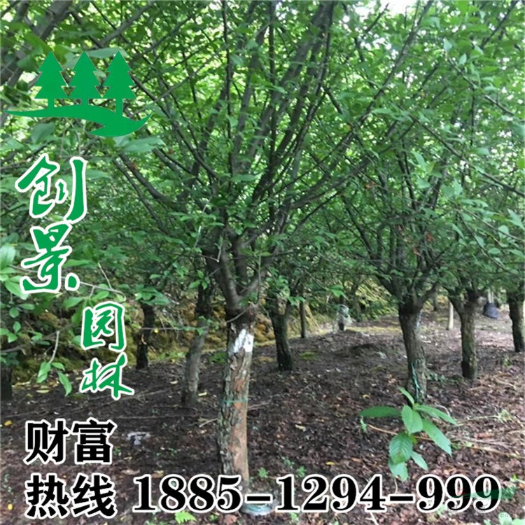 優(yōu)質(zhì)垂絲海棠、批發(fā)3公分-12公分垂絲海棠、規(guī)格全