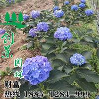  八仙花 沭陽常年優(yōu)質(zhì)八仙花 低價(jià)出售 苗圃直供