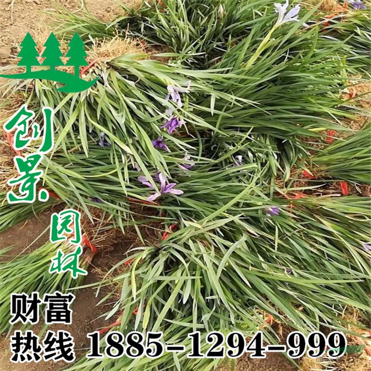 沭陽創(chuàng)景、供應(yīng)紅花鳶尾，西伯利亞鳶尾，水生植物批發(fā)
