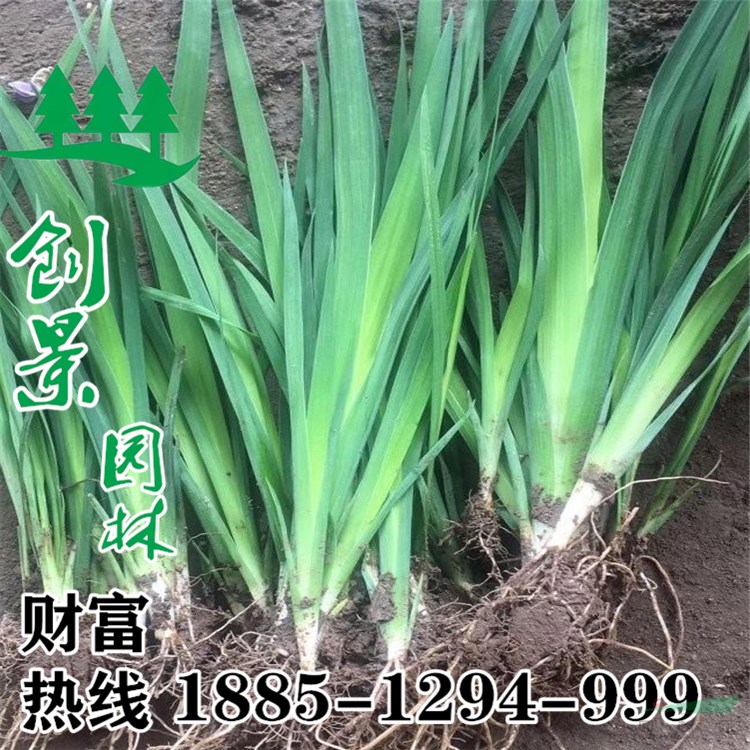 沭陽創(chuàng)景、供應(yīng)紅花鳶尾，西伯利亞鳶尾，水生植物批發(fā)