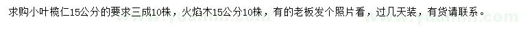 求購15公分小葉欖仁、火焰木