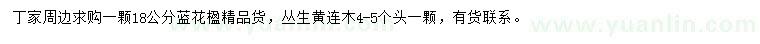 求購(gòu)18公分藍(lán)花楹、叢生黃連木