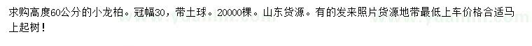 求購高60公分小龍柏