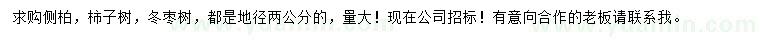 求購側(cè)柏、柿子樹、冬棗樹