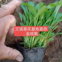 金雞菊/草花金雞菊大量供應(yīng)/供應(yīng)河北地區(qū)金雞菊草花