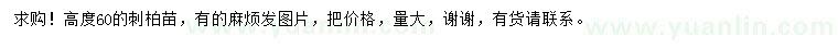 求購高60公分刺柏