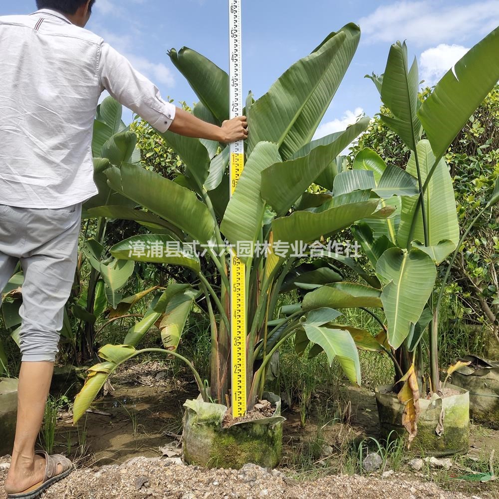 福建天堂鳥，鶴望蘭，高度1.5米冠幅1米2。價格50元介紹/特征/用途