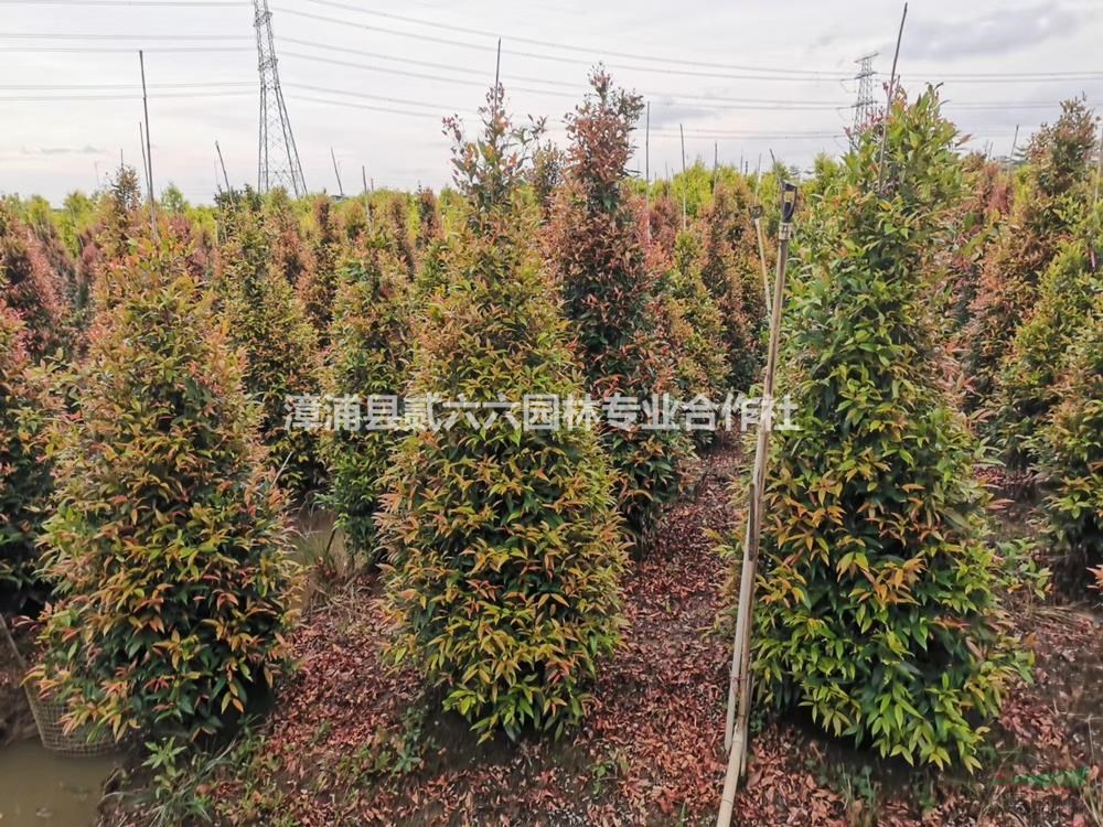 福建供應(yīng)紅車，紅枝蒲桃，高度1.5米，價格55元。規(guī)格齊全