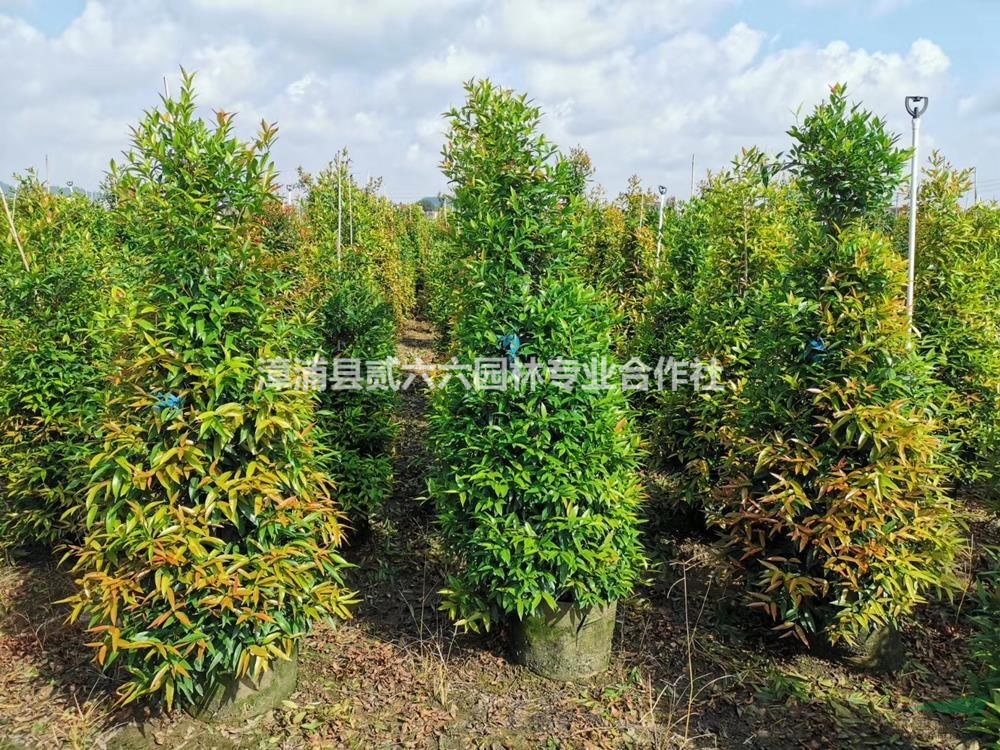 福建供應(yīng)紅車，紅枝蒲桃，高度1.5米，價格55元。規(guī)格齊全