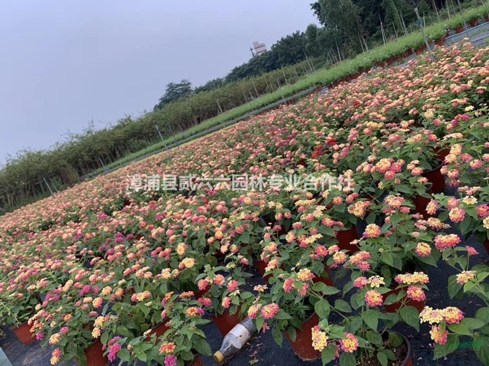福建供應(yīng)五色梅，馬櫻丹。紅盆。高度30冠幅25。價格6.5元。規(guī)格齊全