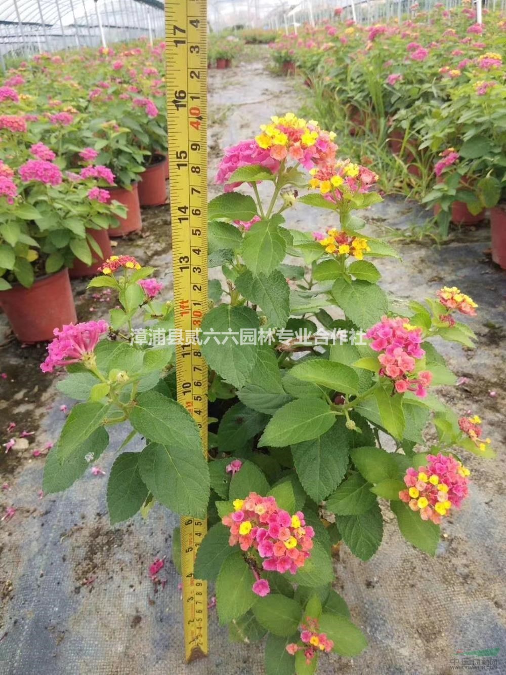 福建供應(yīng)五色梅，馬櫻丹。紅盆。高度30冠幅25。價格6.5元。規(guī)格齊全